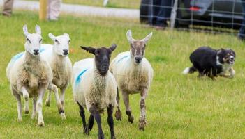 From bandages to coffins: New report explores future uses for Tipperary wool