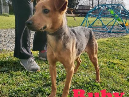 dog rescue tipperary