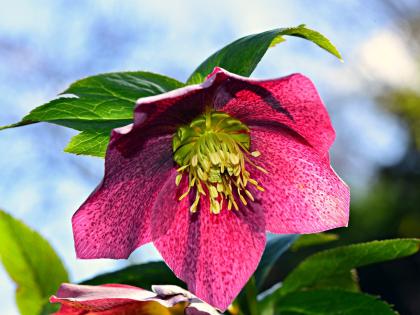 Gardening With James Vaughan Winter Flowers To Brighten The