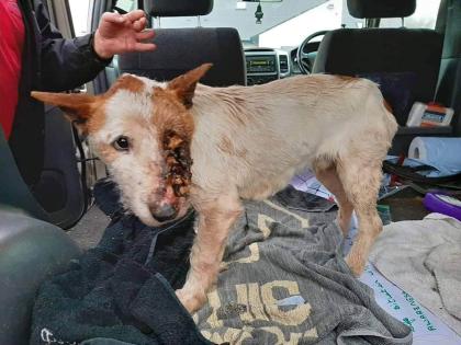 dog rescue tipperary