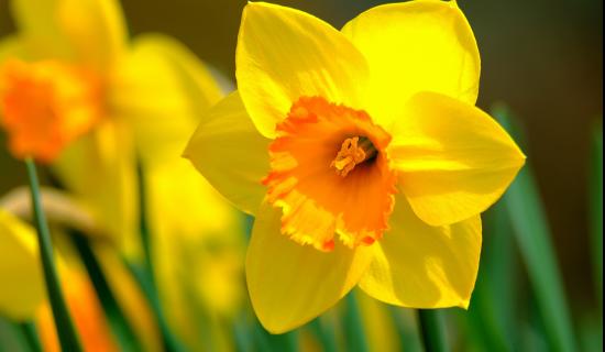 Carrick-on-Suir Daffodil Day appeals for public support for annual collection