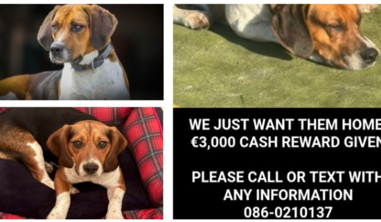 MISSING: Appeal for information after two dogs stolen in broad daylight in Tipperary