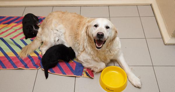 dogs trust help with neutering