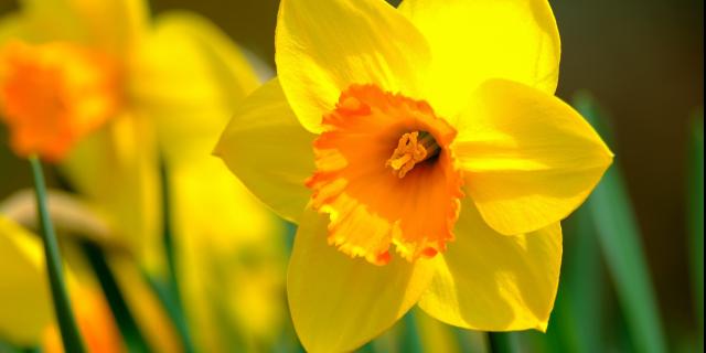 Carrick-on-Suir Daffodil Day appeals for public support for annual collection