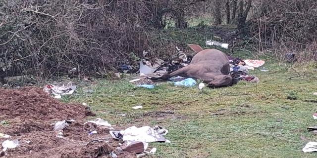 REVEALED: Councillors call on Council&rsquo;s environment team to remove dead horse near M8