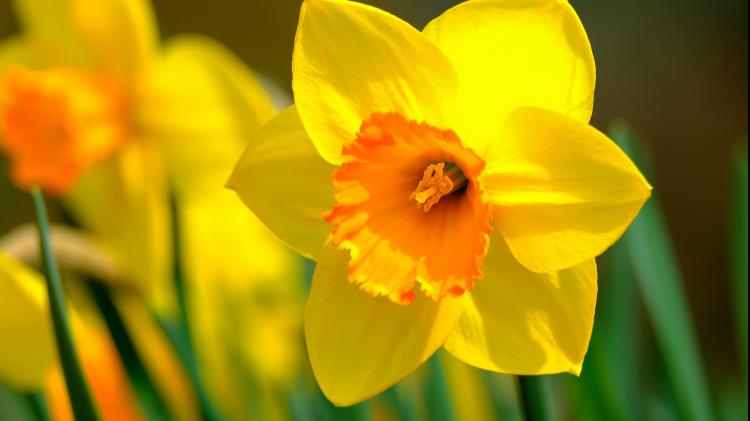 Carrick-on-Suir Daffodil Day appeals for public support for annual collection