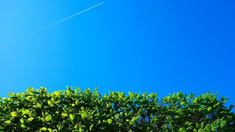 REVEALED: Tipperary County Council give a guide for landowners to managing roadside trees