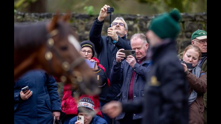 Three Tipperary stud farms will showcase equine champions in Irish Stallion Trail