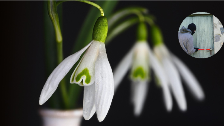 SHOCKING! Flowers planted by council stolen from roadside in Tipperary