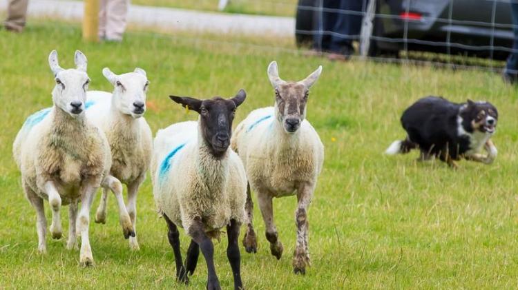 From bandages to coffins: New report explores future uses for Tipperary wool