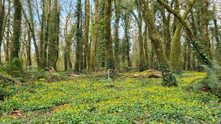 Join together for Parkinson's Ireland walk in this Tipperary town