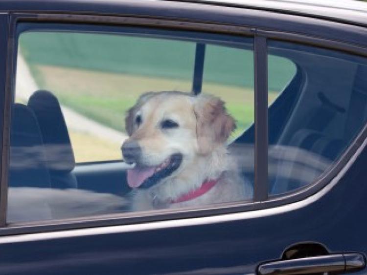 Dangers of Leaving Dogs in Hot Cars Highlighted Tipperary Live