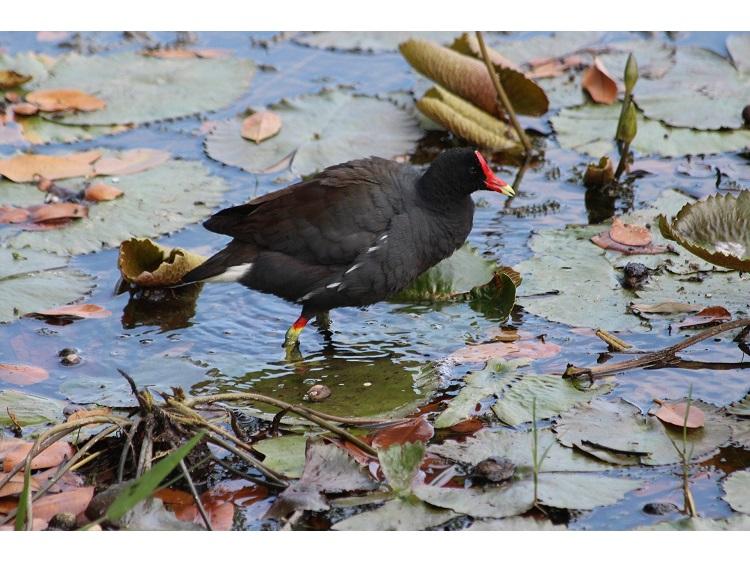 The Water Hen at Cabragh Wetlands Tipperary Live