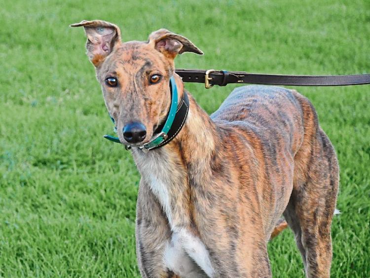 Tipperarytrained dog wins Irish Greyhound Derby Final Tipperary Live