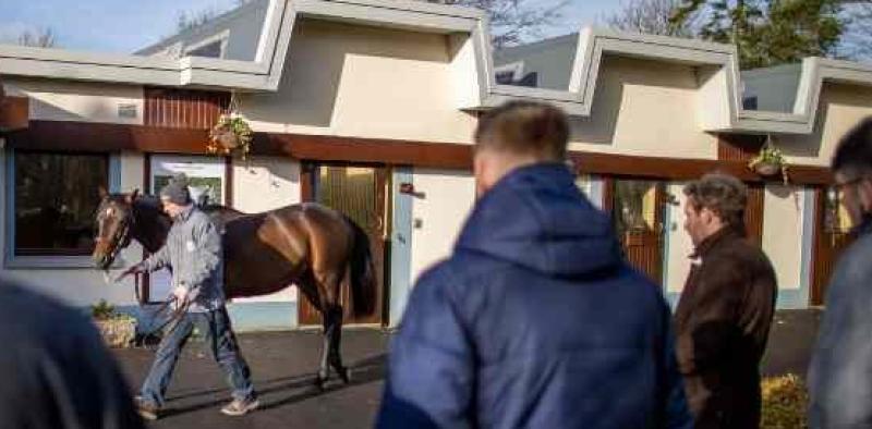 Tipperary farms will be included on the Irish Stallion Trail in January