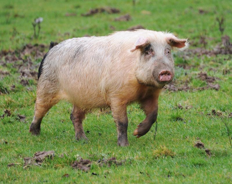 Where is the missing pig gone ?- honk if you know the answer!