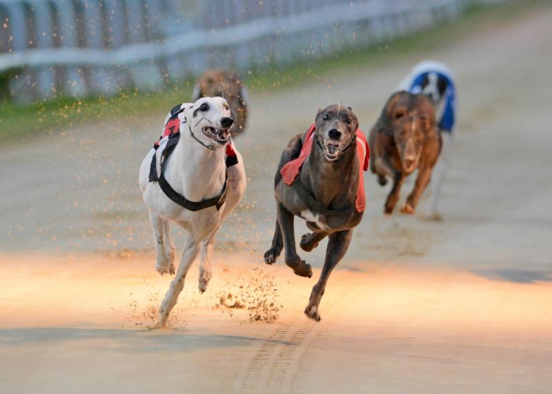 Greyhound racing: Dream slides to top spot in Tipperary Cup at Thurles