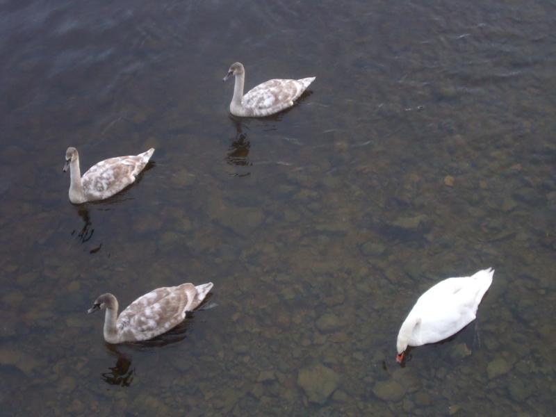 The wonders of Westfields Wetlands