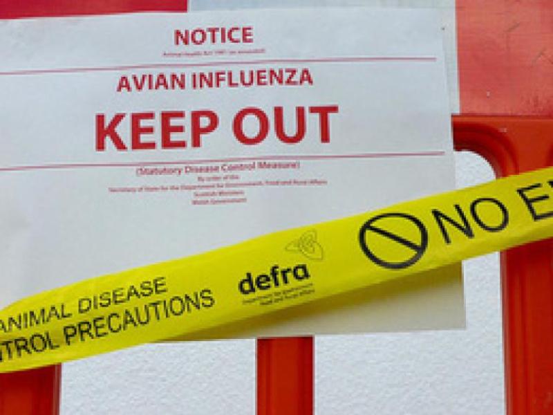Update on food safety after bird flu case discovered in Ireland 