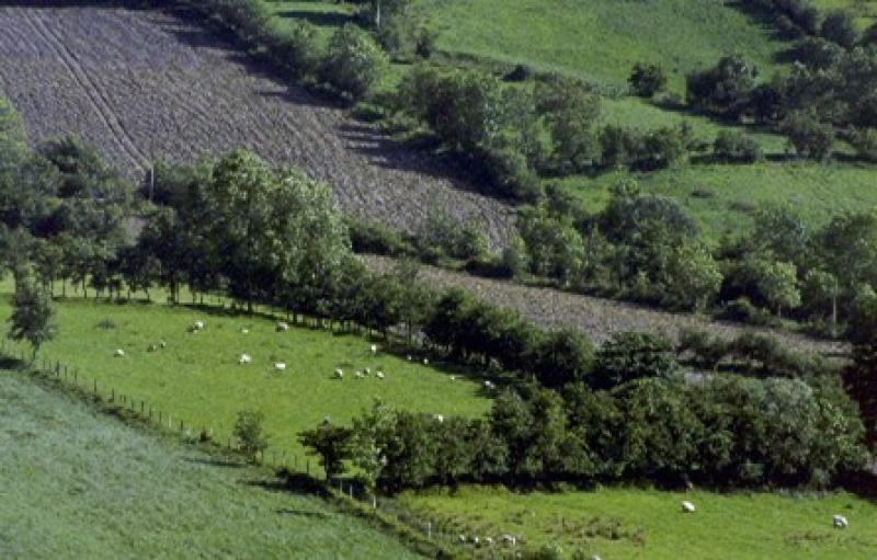 Hedgerows