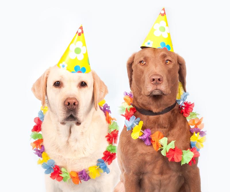 Pet owners - get tips on how to care for your pet 
