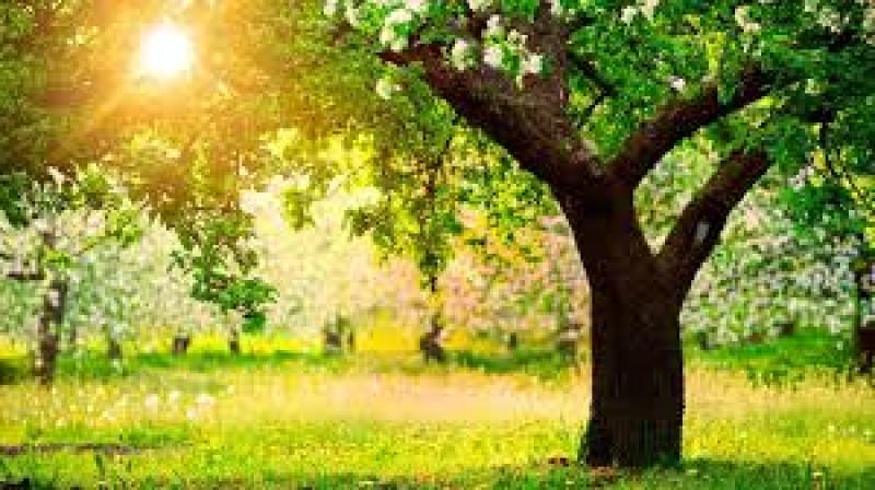 Sr Xavier O'Dwyer loved nature and photography