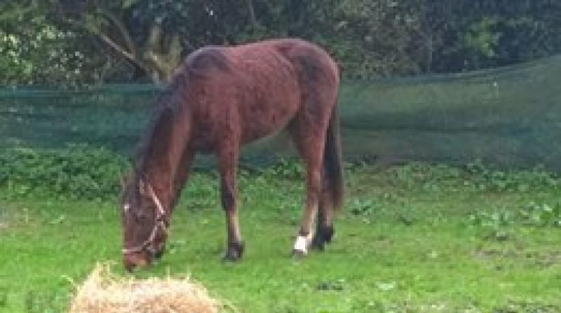 Cashel pony