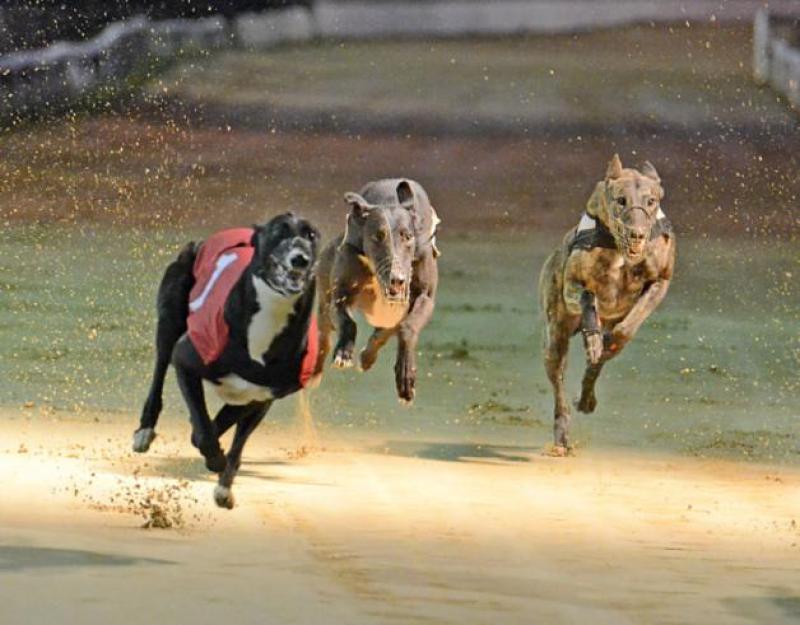 Joe Carroll writes on Saturday night's Greyhounds action at Dundalk Stadium