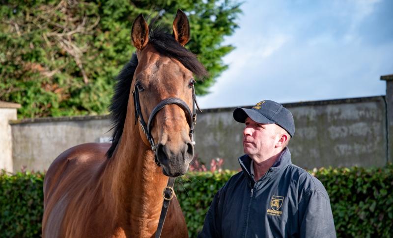 ITM Irish Stallion Trail