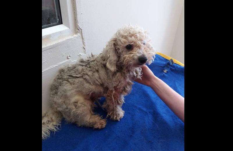 Appeal made to Tipperary people for donations to assist Dogs Trust to combat dog crisis