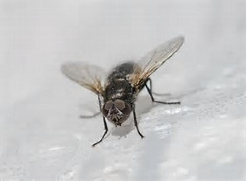 Tipperary experiencing least number of fly infestations