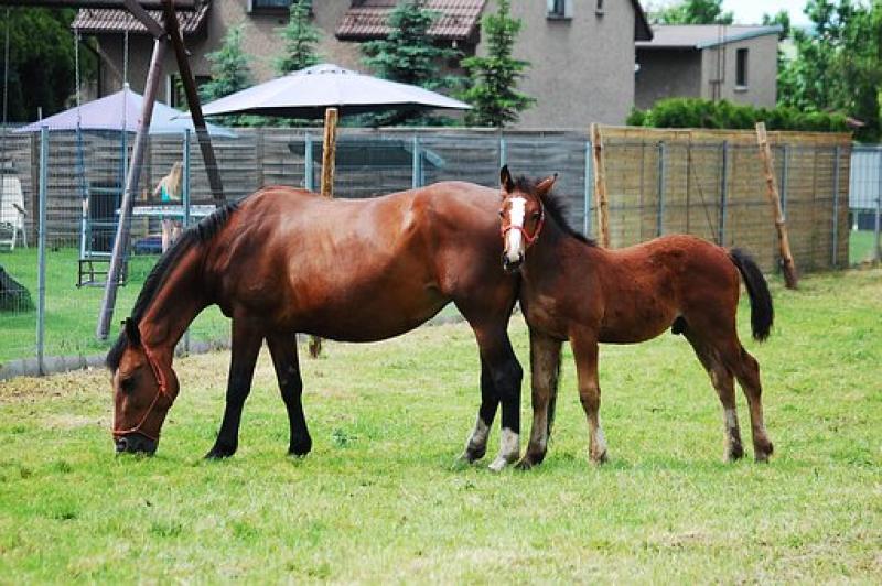 16, 971  horses euthanised from 2008 to 2016