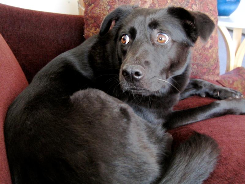 Tipperary dog owners given tips on how to calm their pets during thunder storms