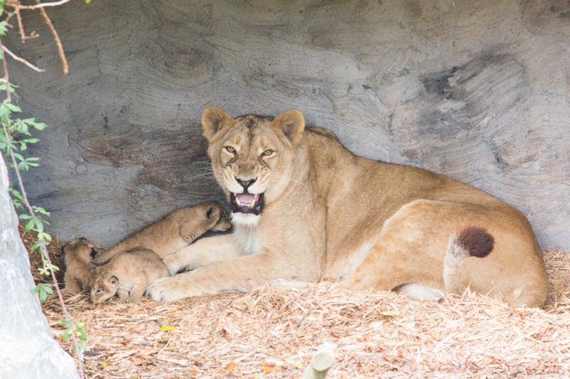 Gira pictured with her cubs