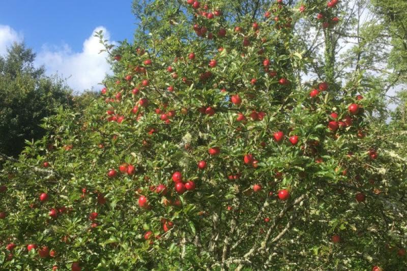 Community apple tree planting event will take place in Pearse Park, Tipperary Town