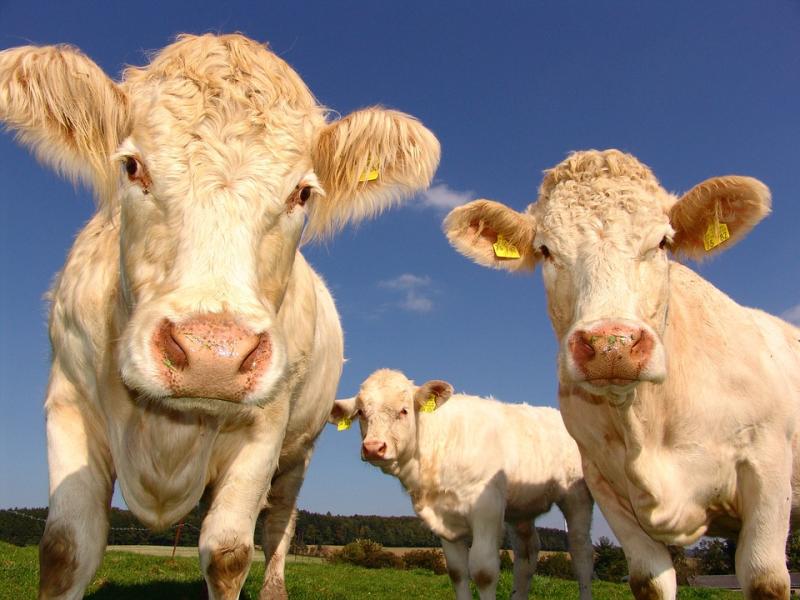 The environmental scheme ACRES needs significant changes to ensure it is workable for farmers,