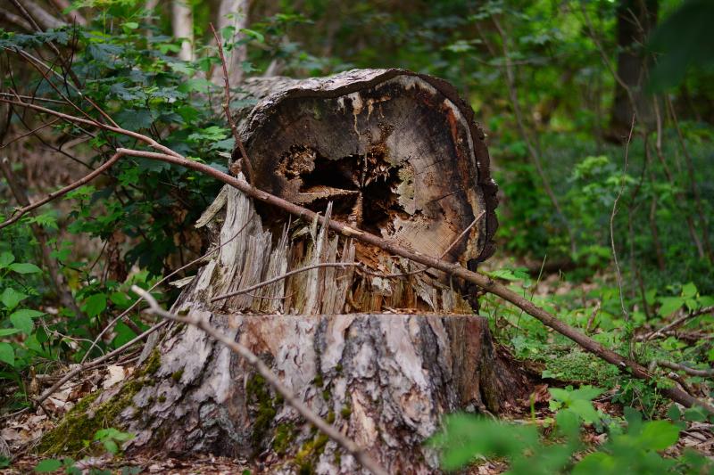 Roads blocked by fallen trees in Tipperary as storm Ophelia picks up speed
