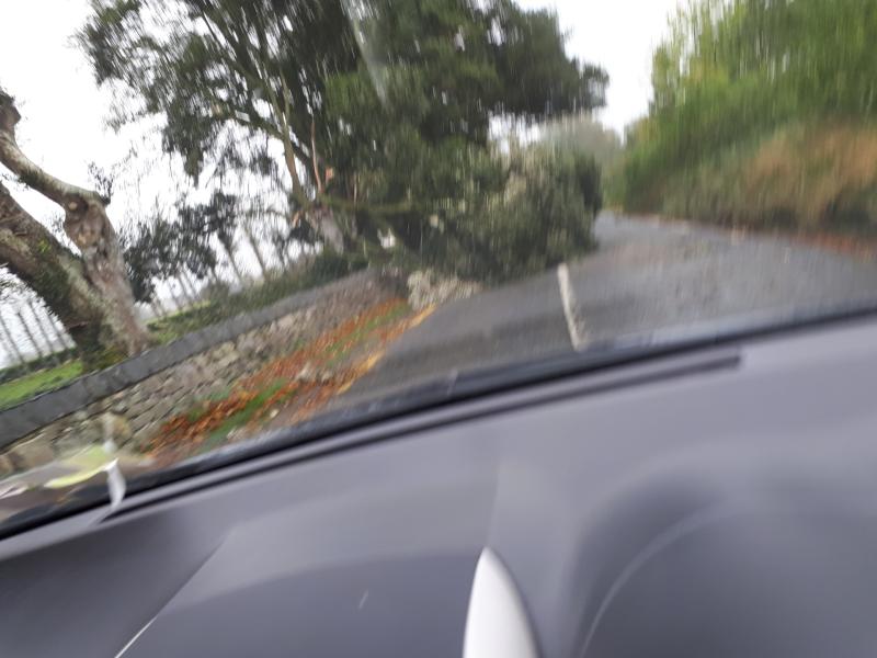 Treesfalling