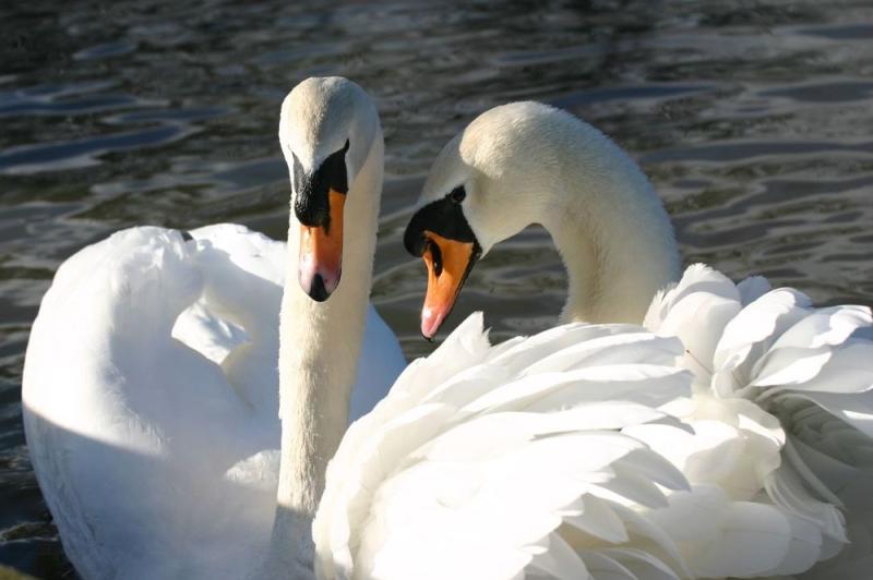 Tipperary gardaí investigating report of swans being shot outside Nenagh