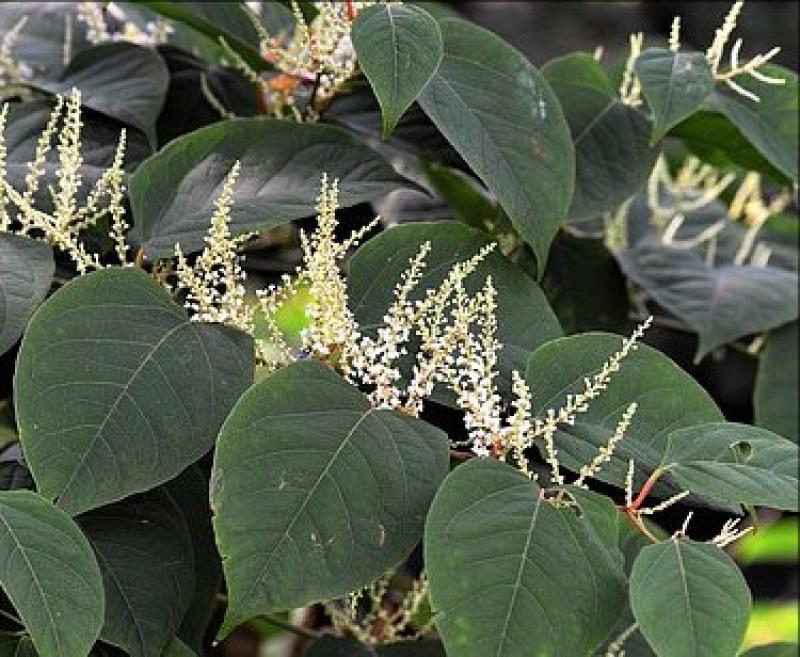 Japanese Knotweed affecting nursing home in Clonmel