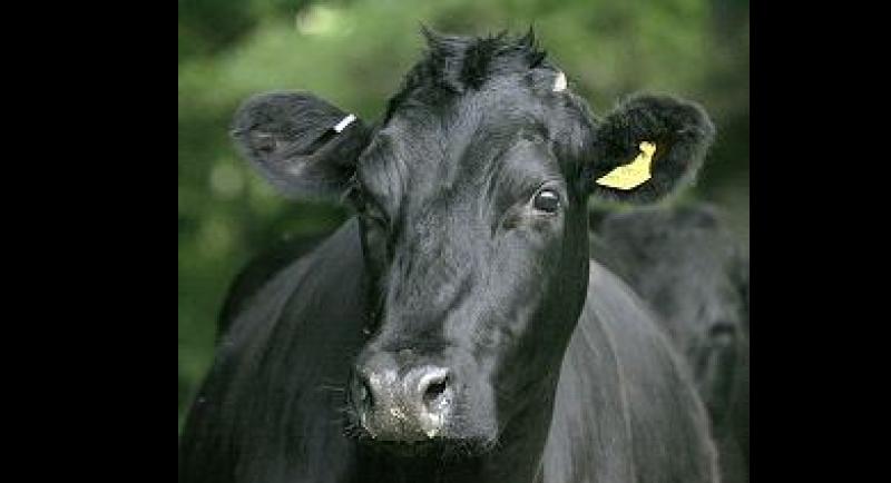 Animal cruelty outcry in Tipperary following RTE Investigates programme