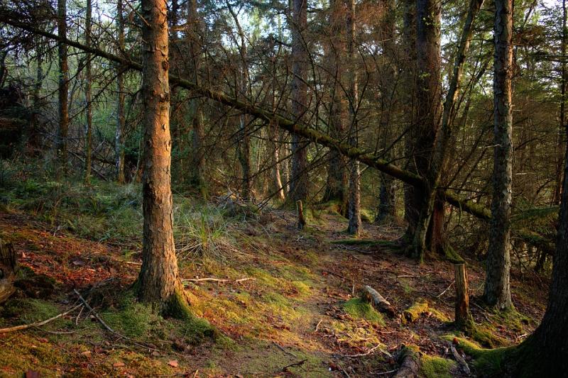 Afforestation in Louth last year lowest in country