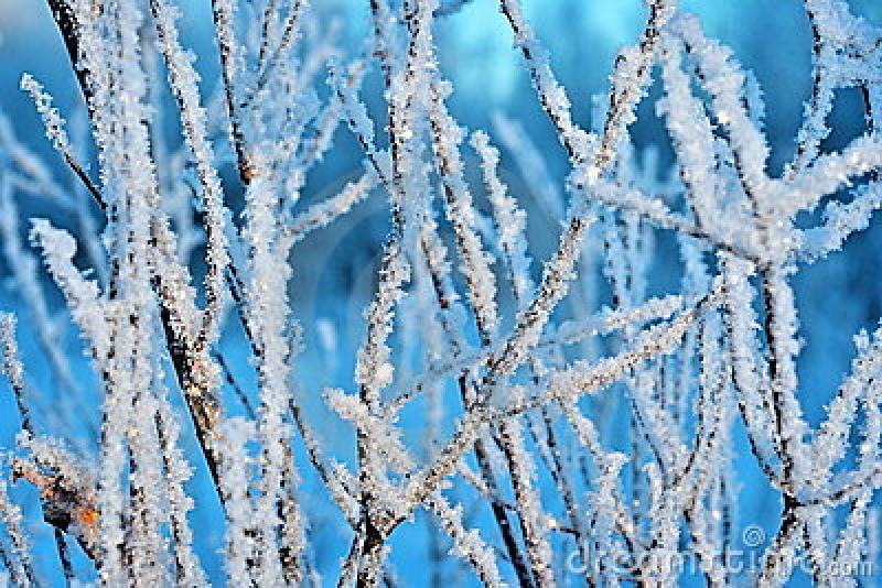 Frost warning 
