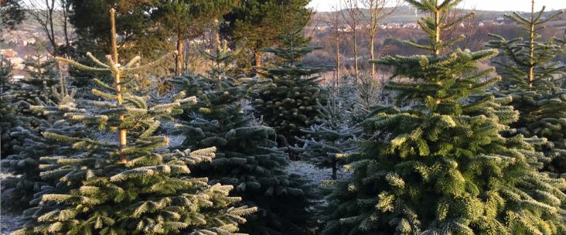 'Support your local' - Minister encourages people to buy real Irish Christmas trees