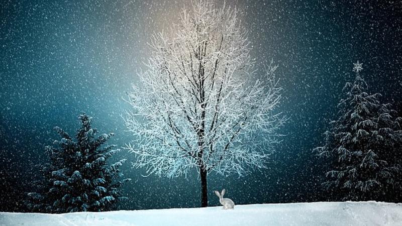 The Tipperary Star is looking for your Christmas Photos