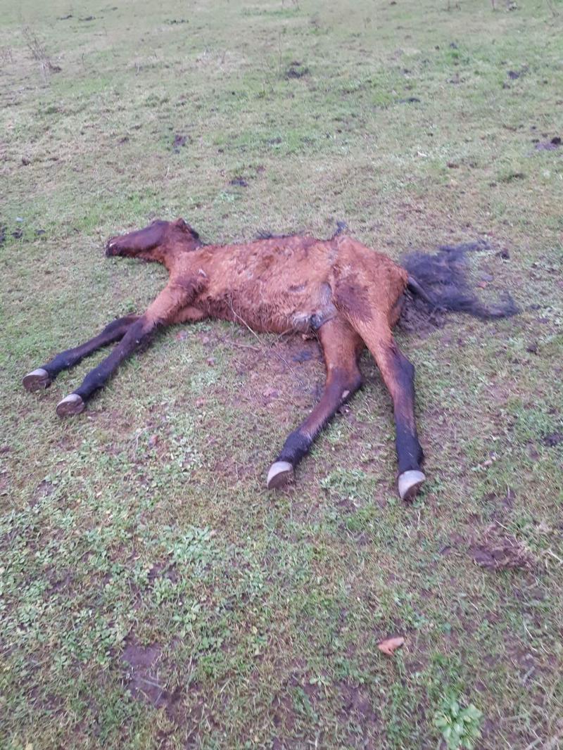 Breaking: another horse found dead in Tipperary as councillors call for warden