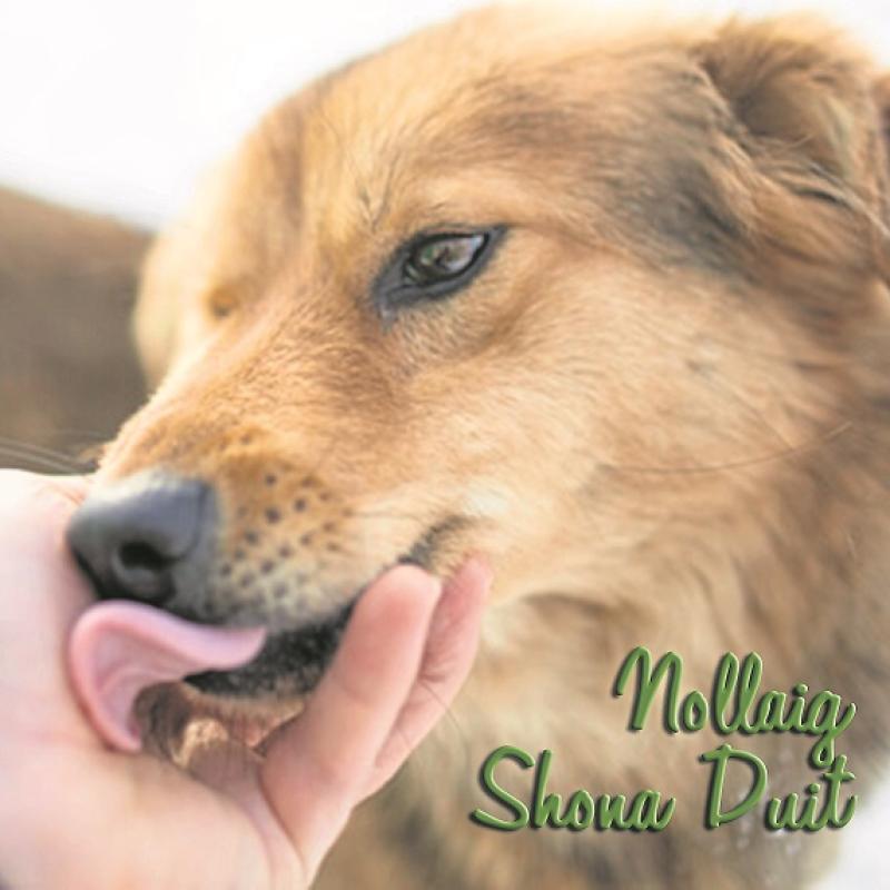 Mo Chara Animal Rescue - A Christmas story