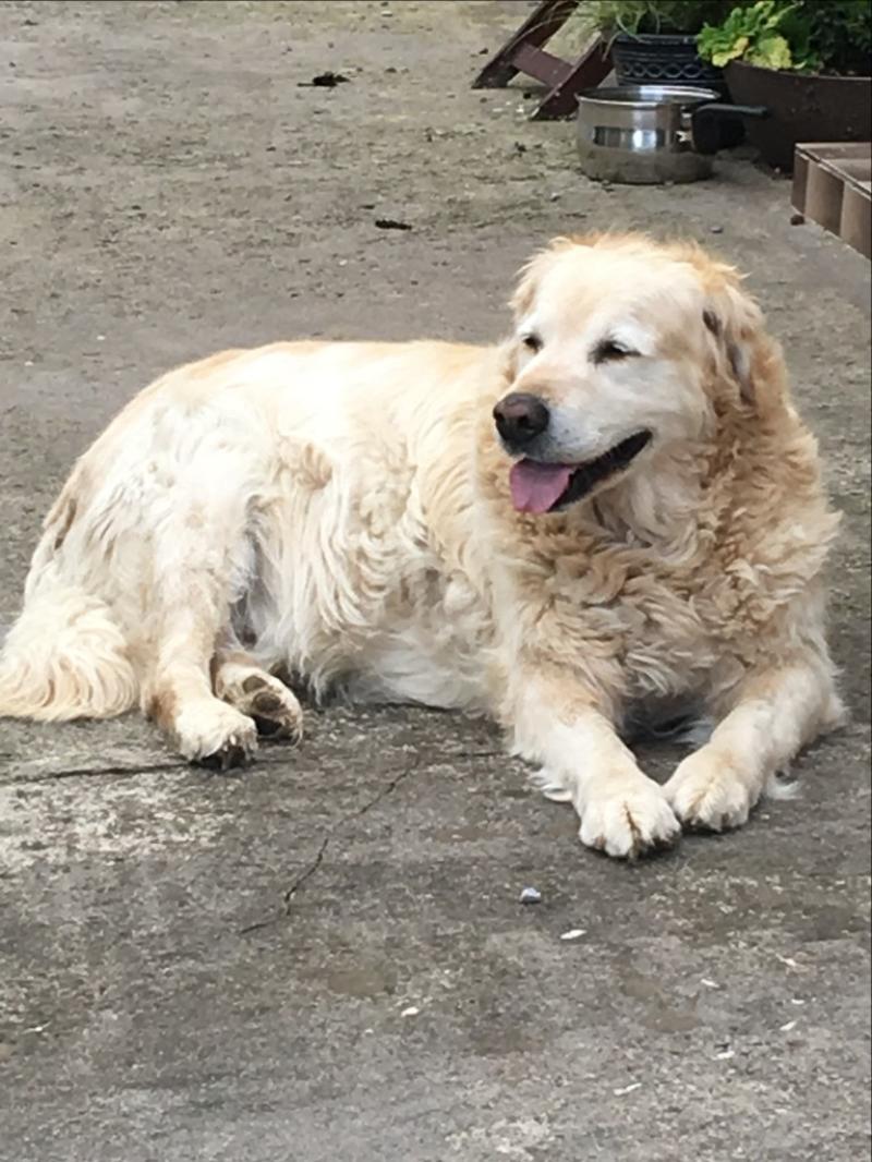 Tipperary family trying locate missing dog Sonny