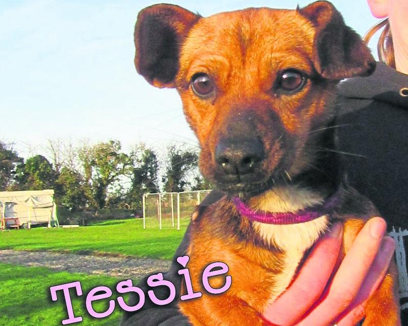Mo Chara Animal Rescue: Tiny Tessie