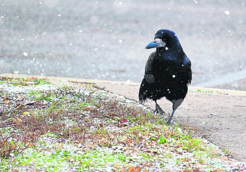 Cabragh Wetlands - The Raven